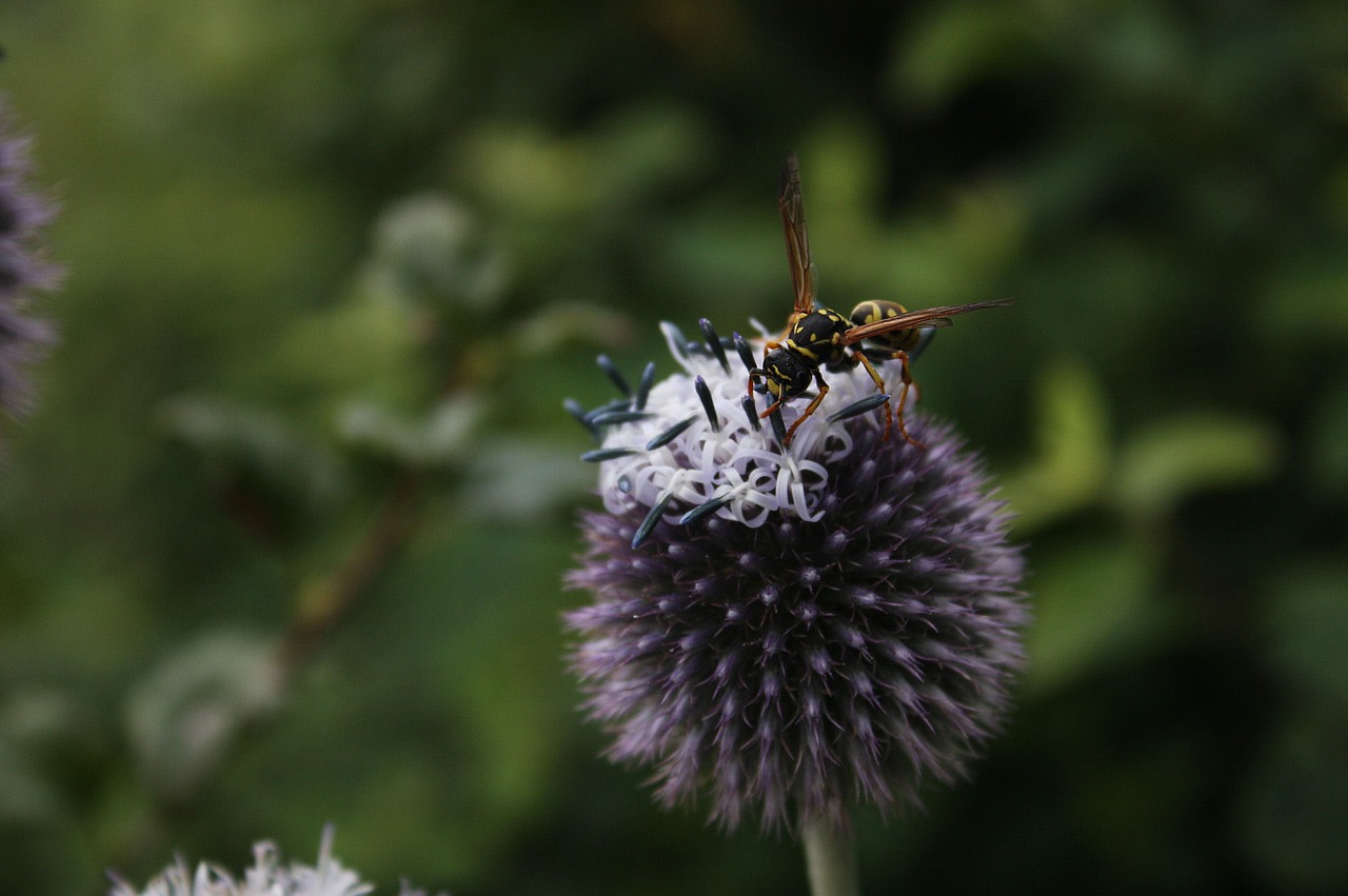 wasp insect summer free photo