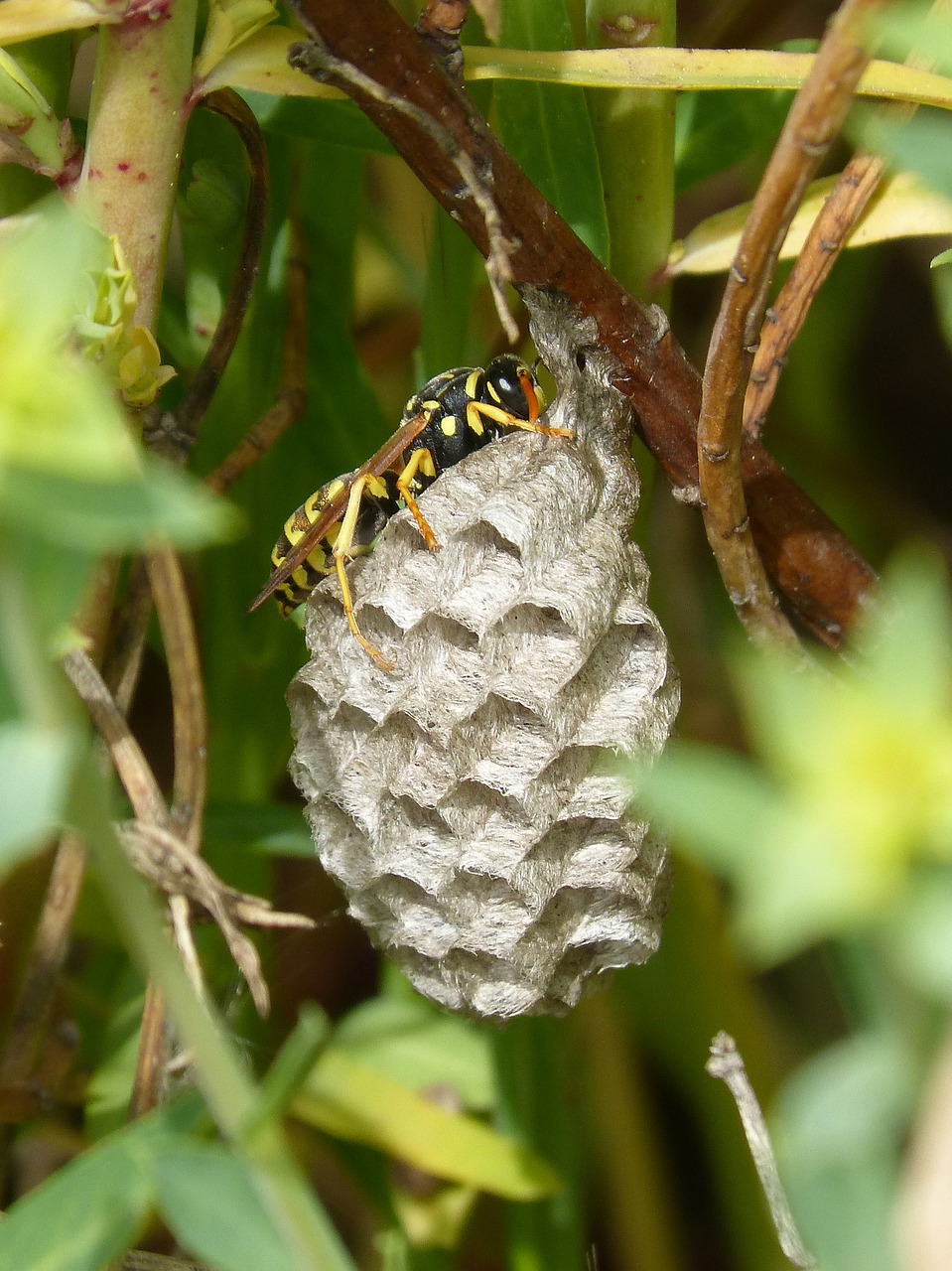wasp wasps' nest hexagons free photo