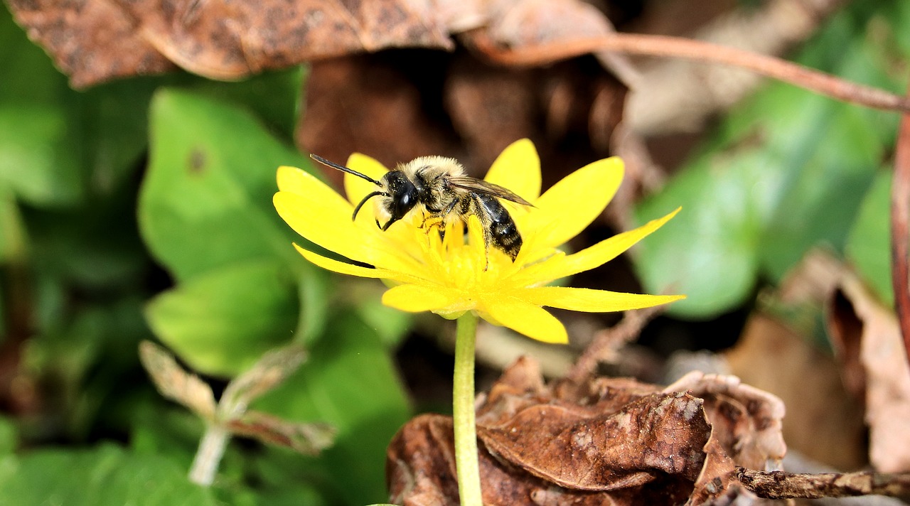 wasp bee insect free photo