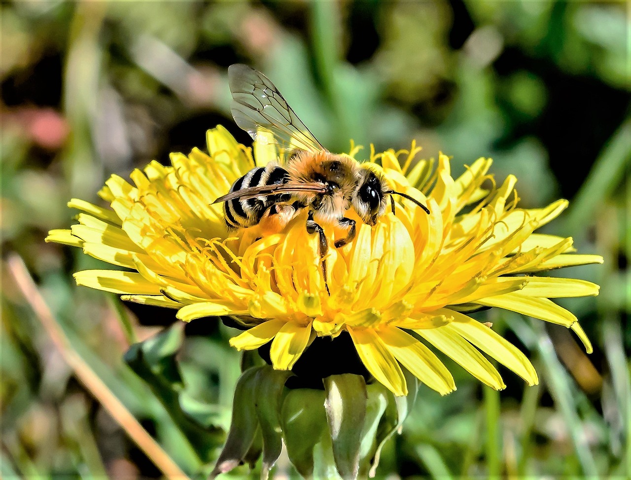 wasp bee pollen free photo