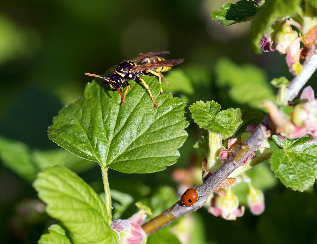 wasp ladybug cassis free photo