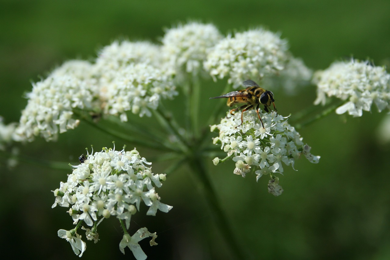 wasp flower summer free photo