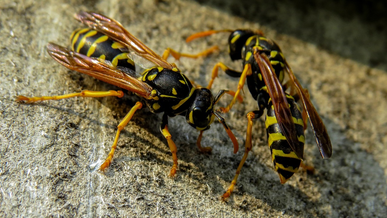 wasp macro nature free photo