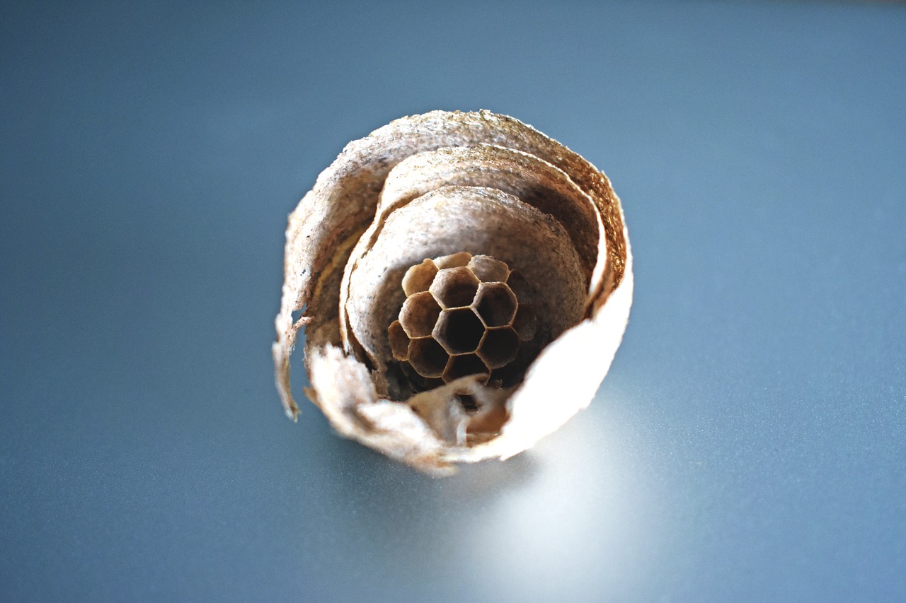wasp nest paper free photo
