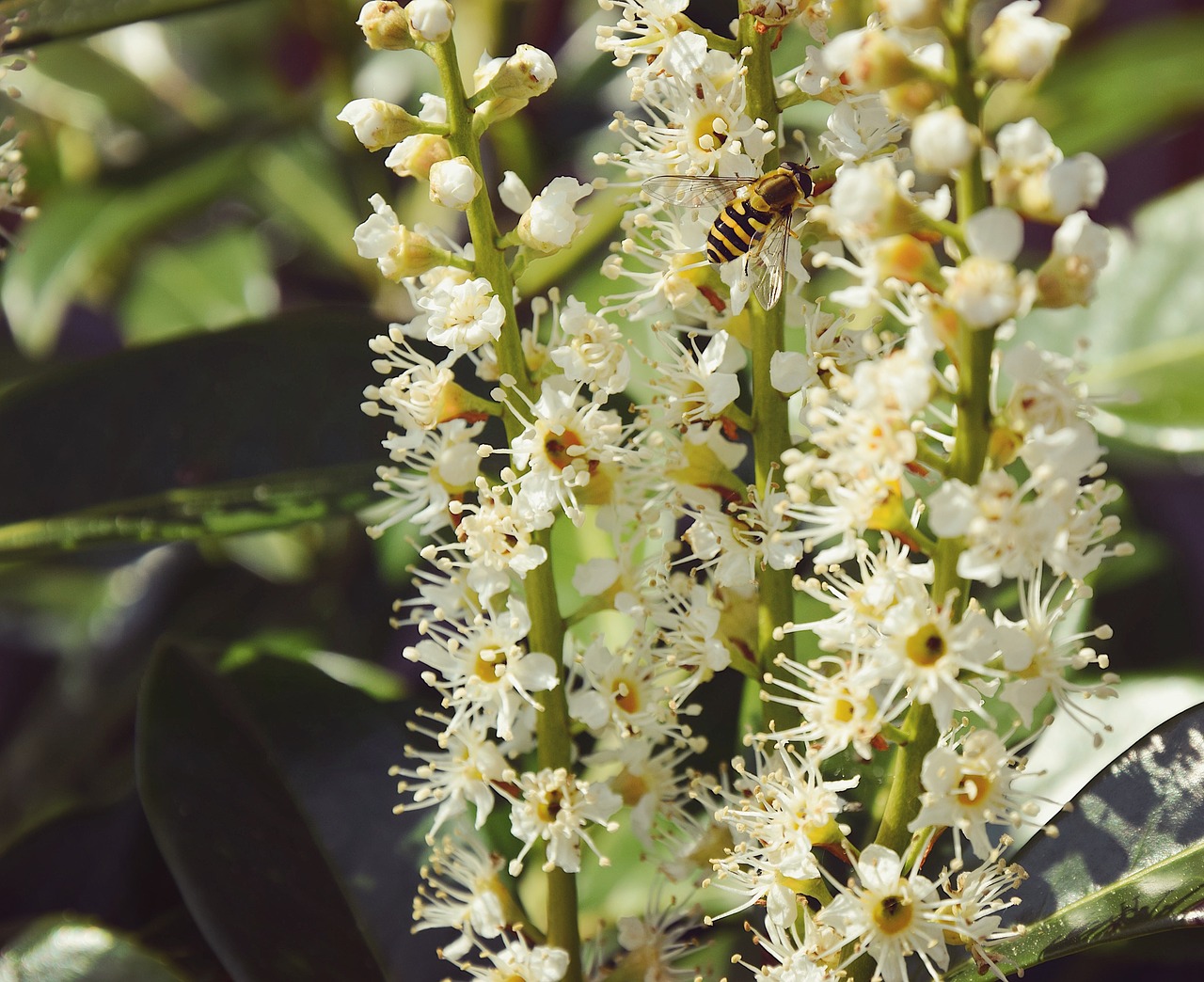 wasp summer flowers free photo