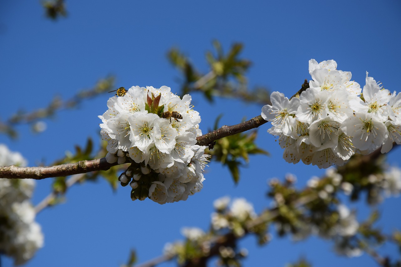 wasp blossom bloom free photo