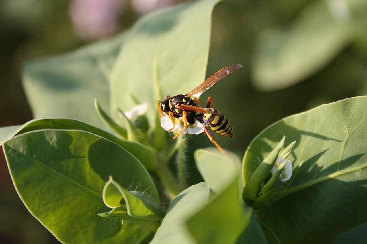 wasp insect nature free photo