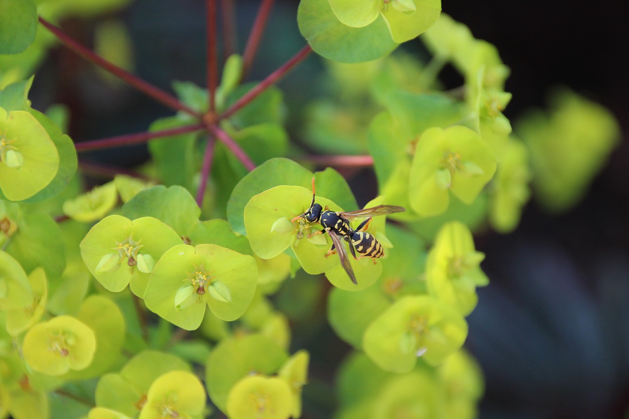 wasp insect macro free photo