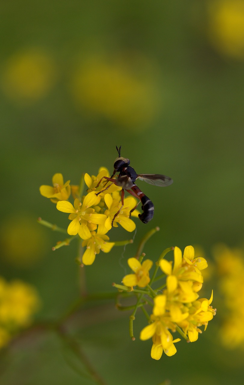 wasp flower yellow free photo