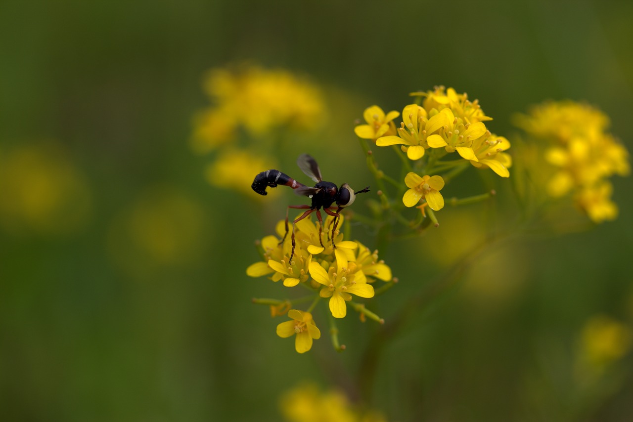 wasp flower yellow free photo