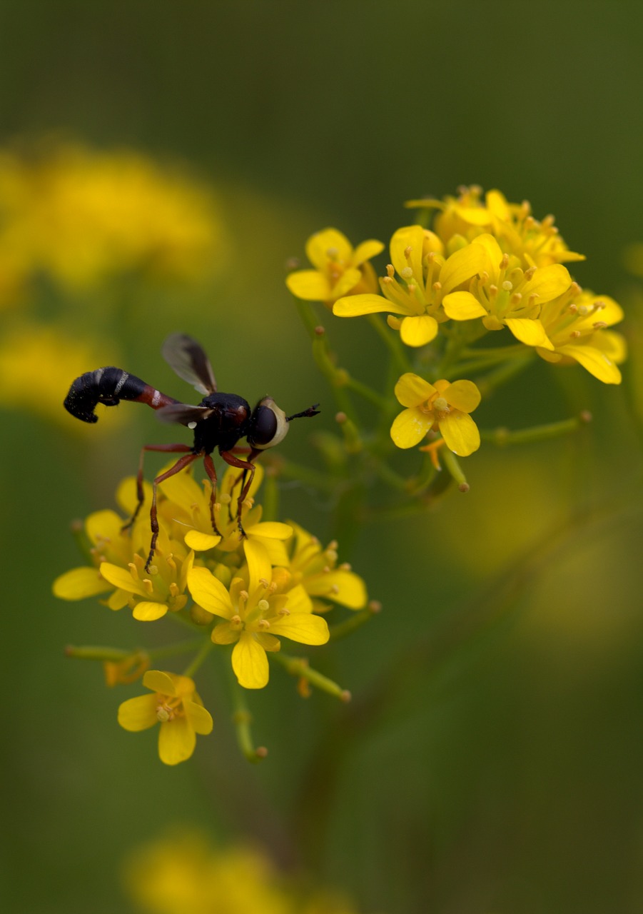 wasp flower yellow free photo