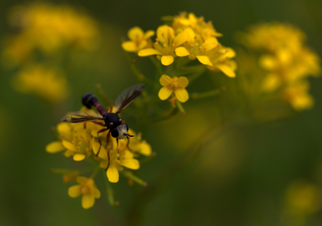 wasp flower yellow free photo