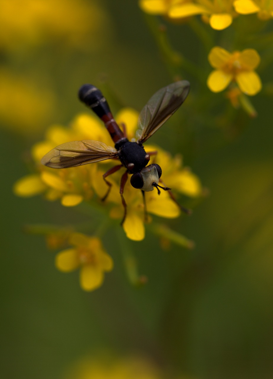 wasp flower yellow free photo