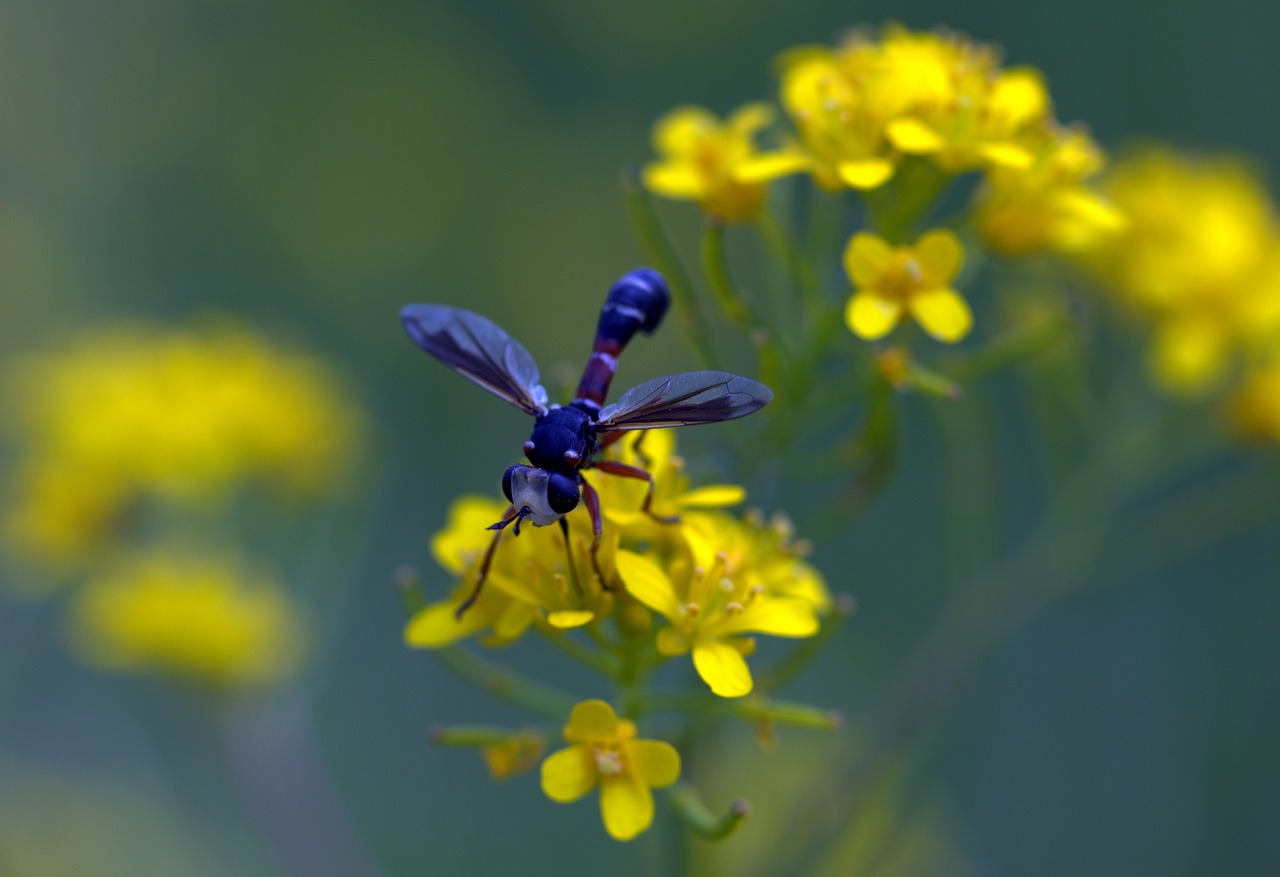 wasp flower yellow free photo