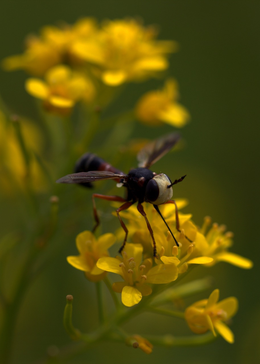 wasp flower yellow free photo