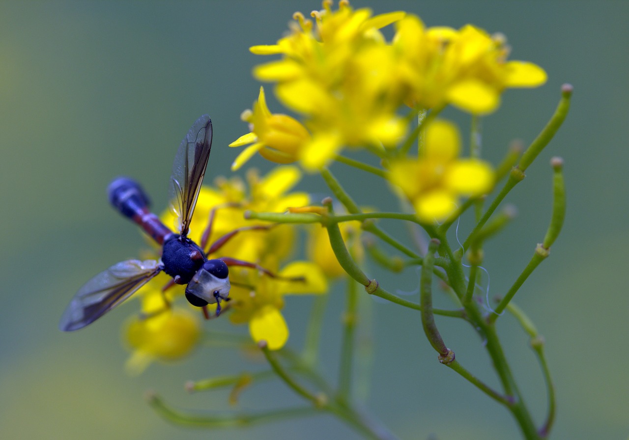 wasp flower yellow free photo