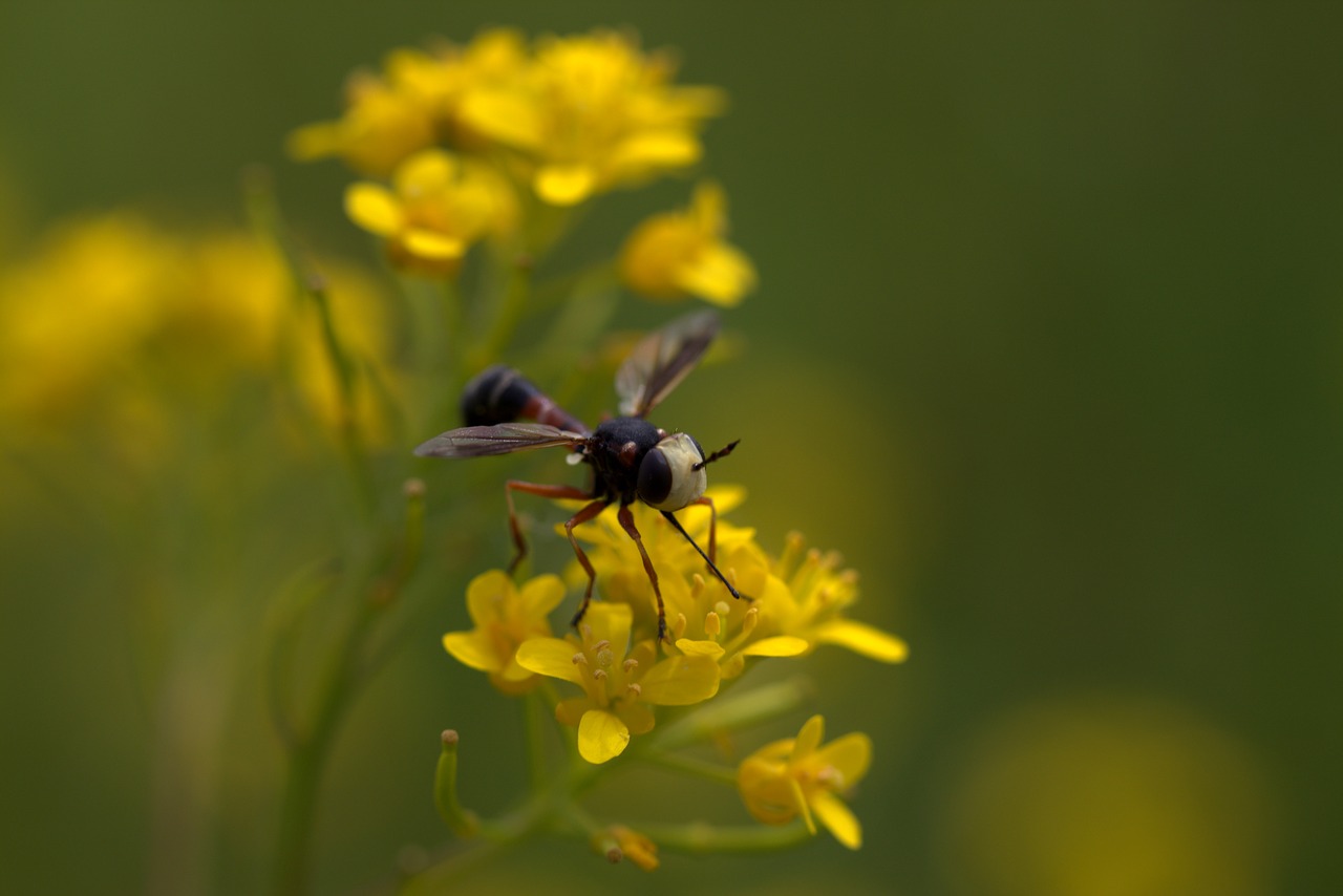 wasp flower yellow free photo