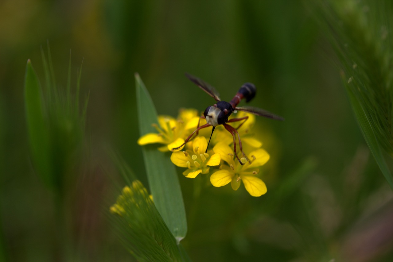 wasp flower yellow free photo