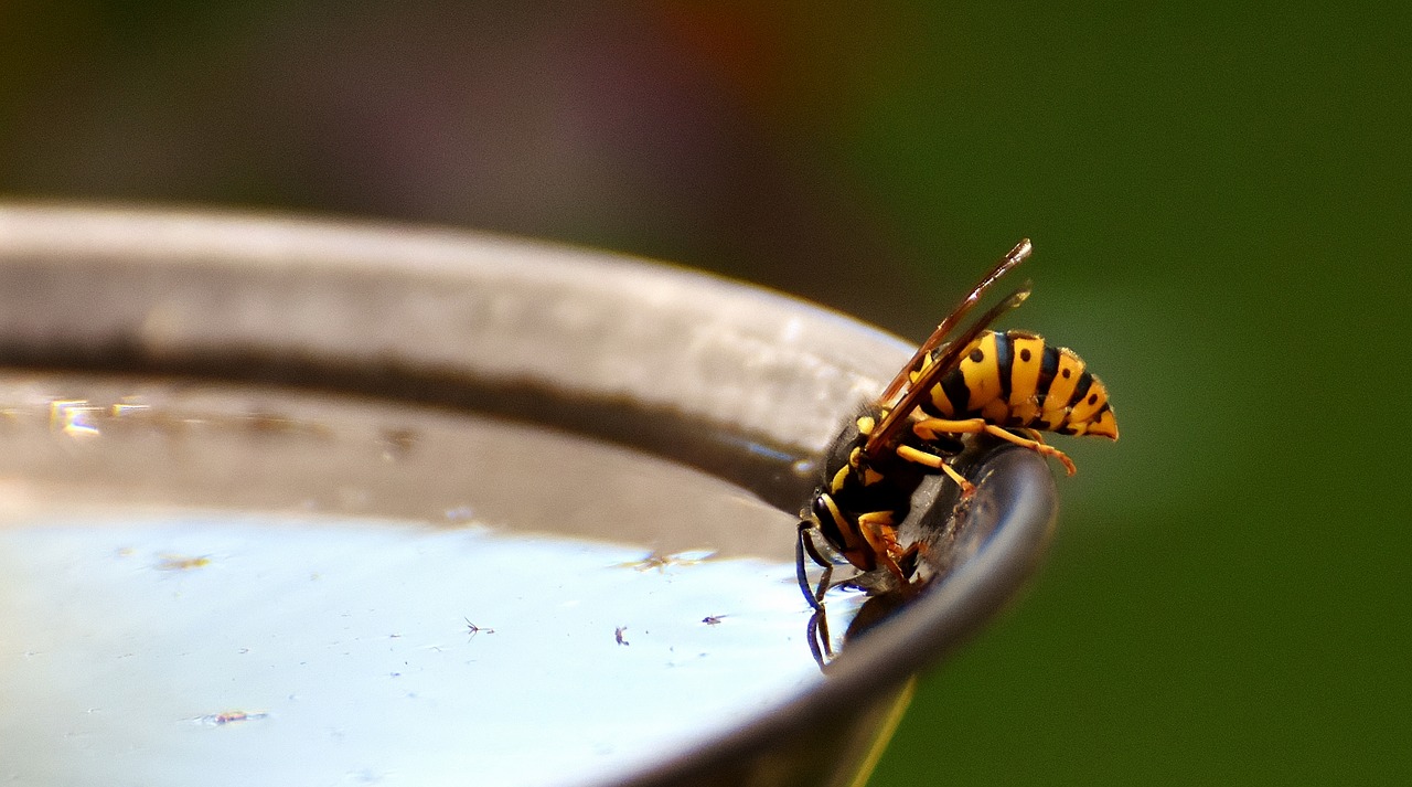 wasp insect drinking water free photo
