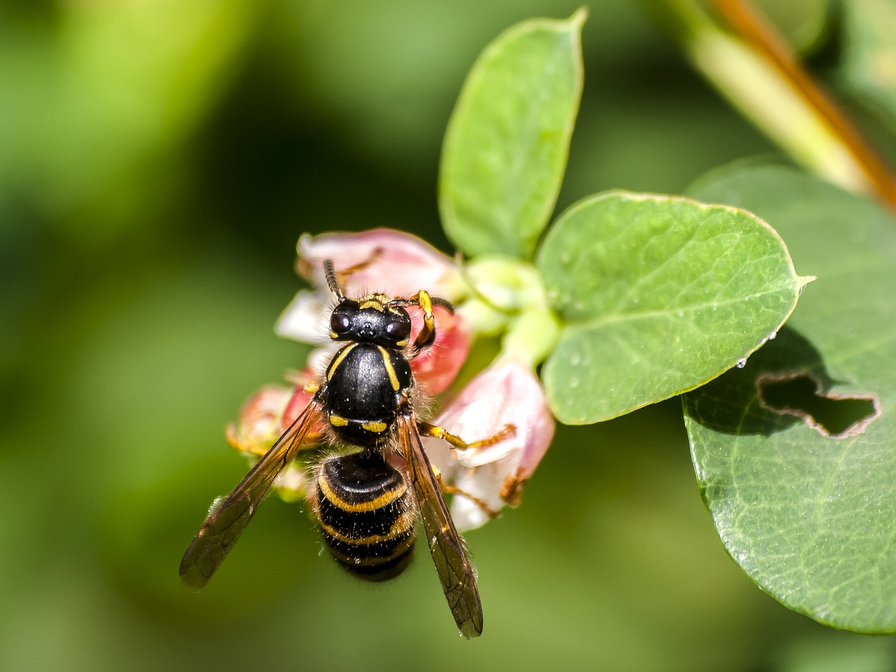 wasp insect nature free photo