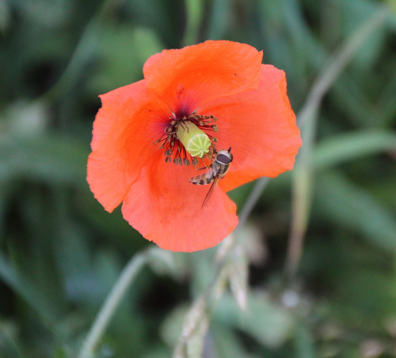 wasp insect blossom free photo