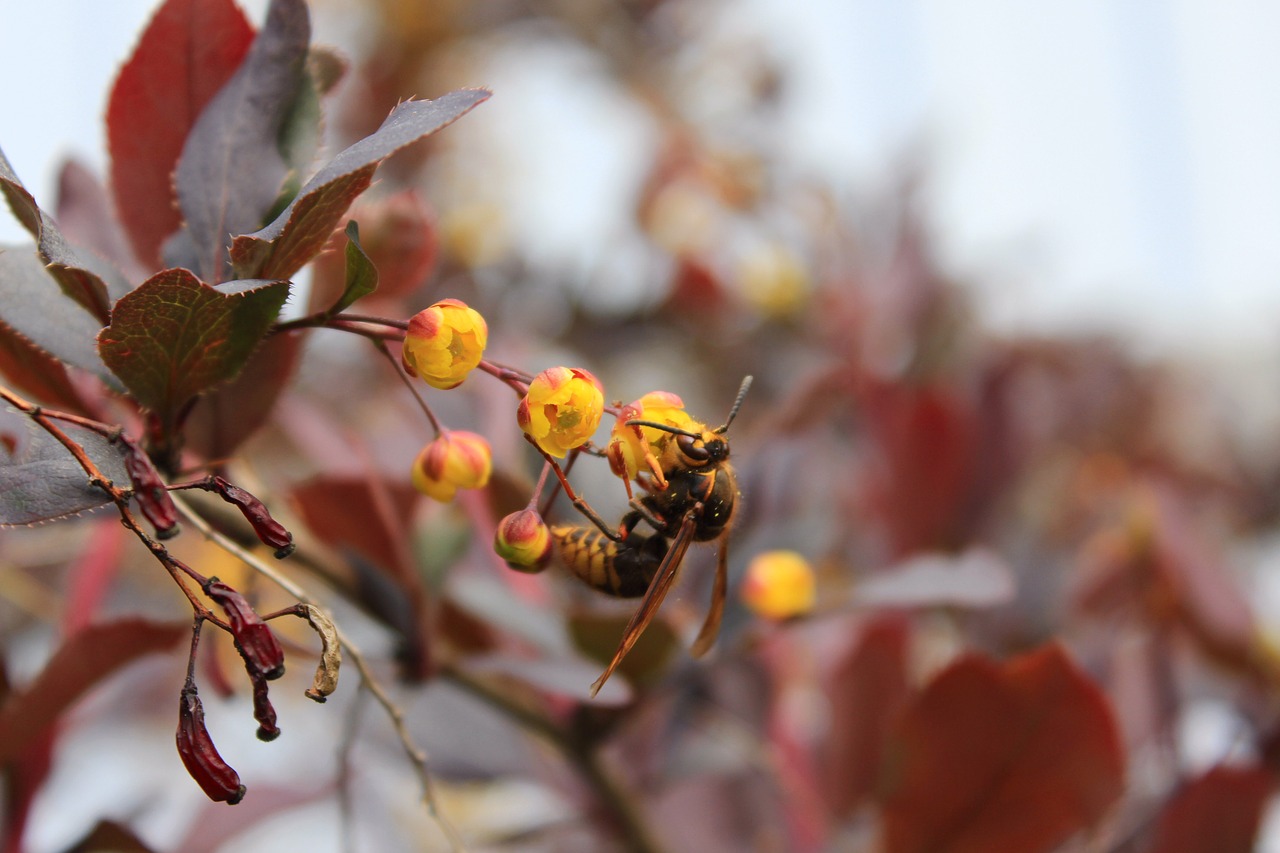 wasp barberry insect free photo