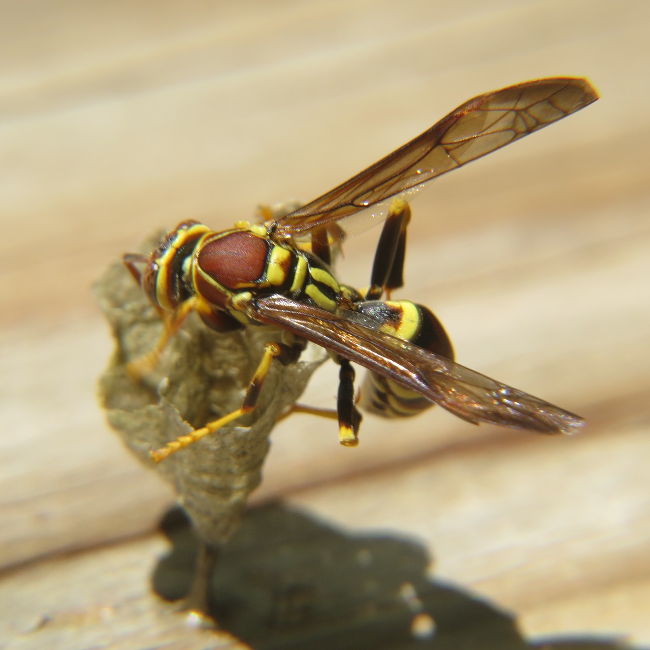 wasp insect yellow free photo