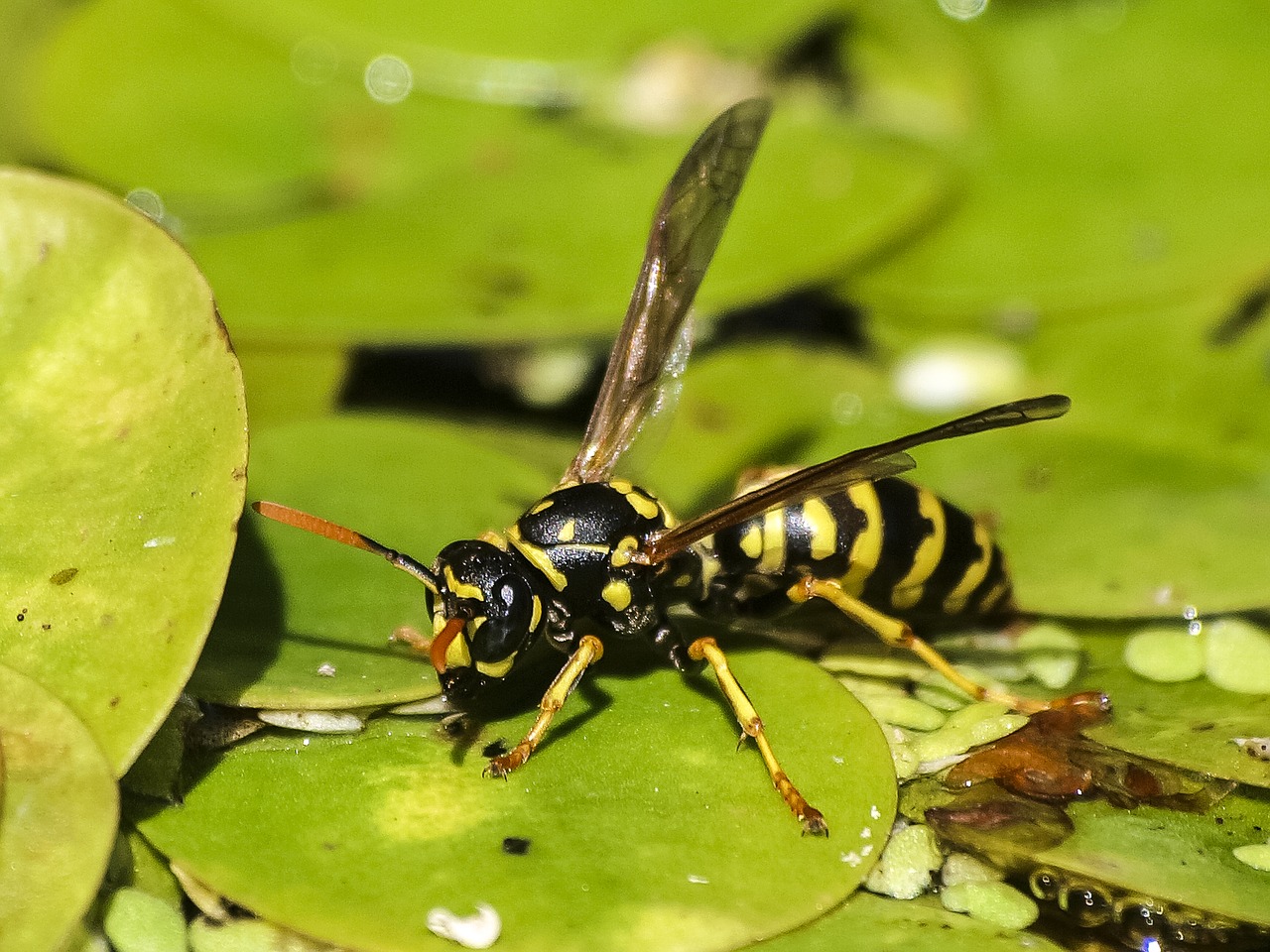 wasp insect nature free photo