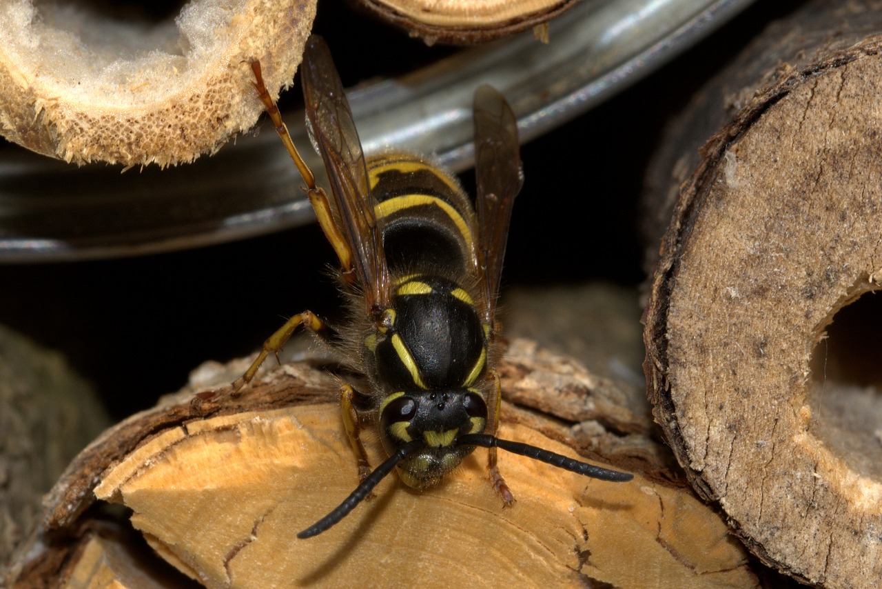 wasp insect house vespinae free photo