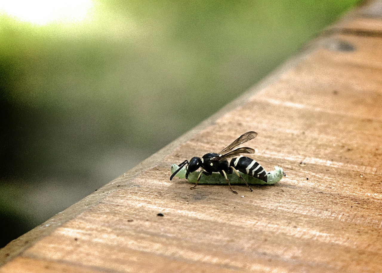 wasp caterpillar eat free photo