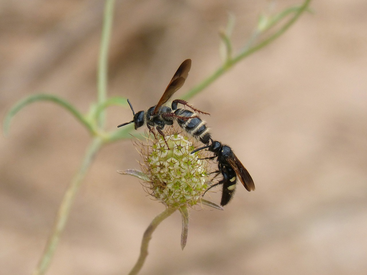 wasp hornet couple free photo