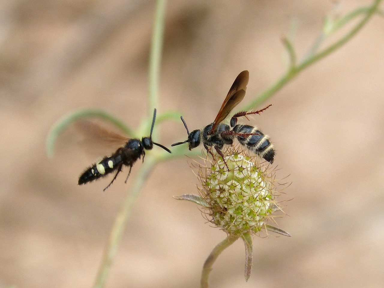wasp hornet couple free photo