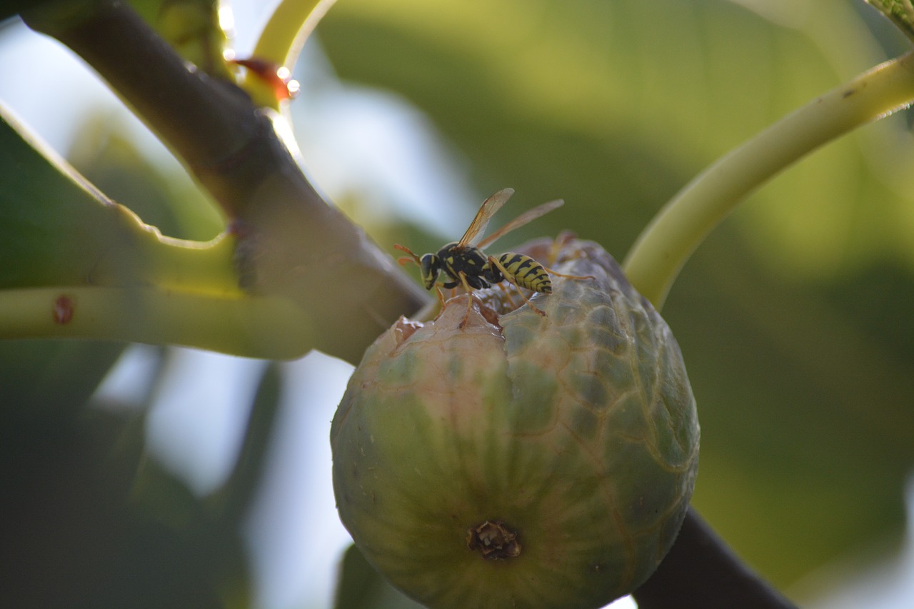 wasp insect fig free photo