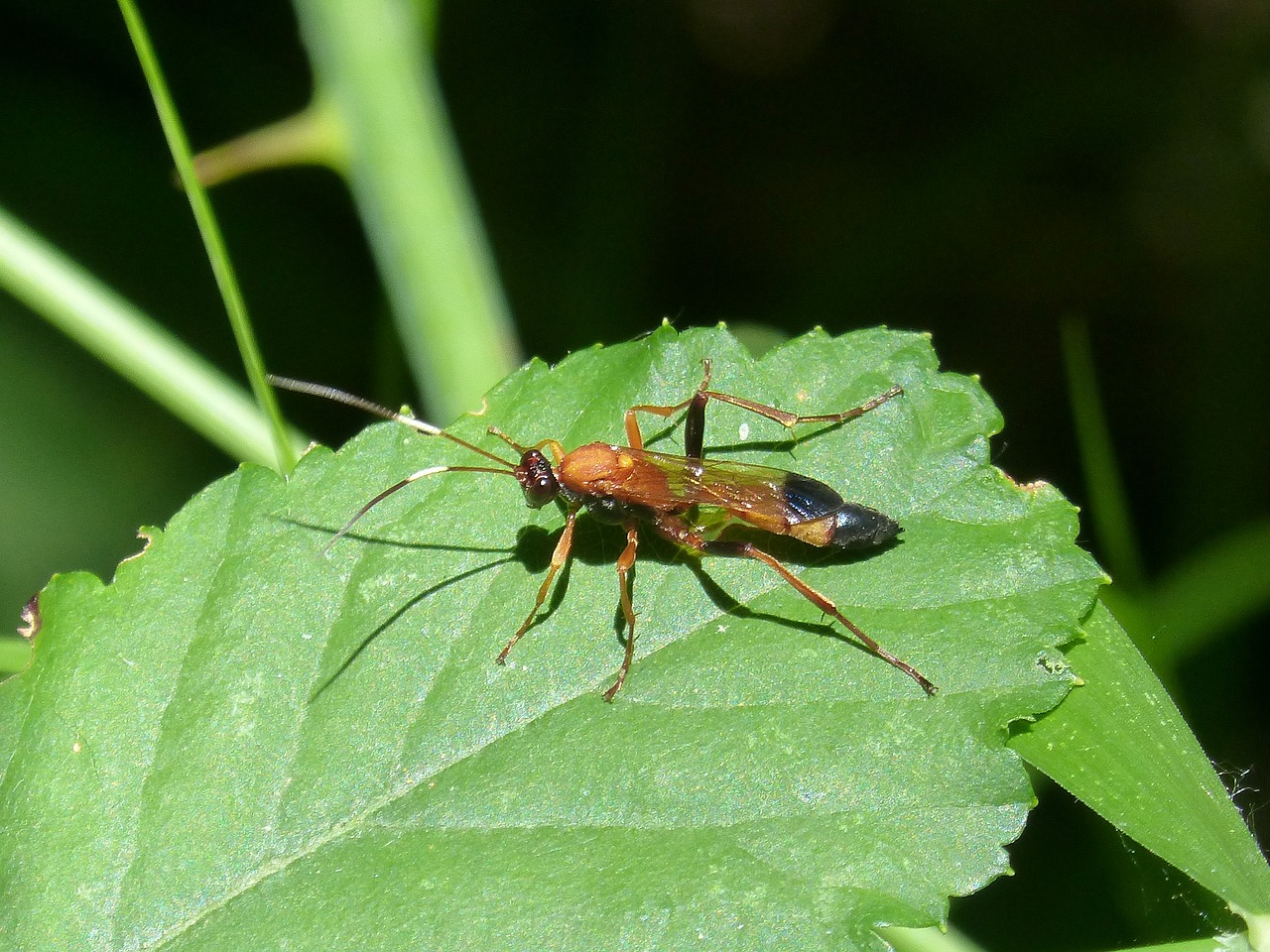 wasp priocnemis leaf free photo