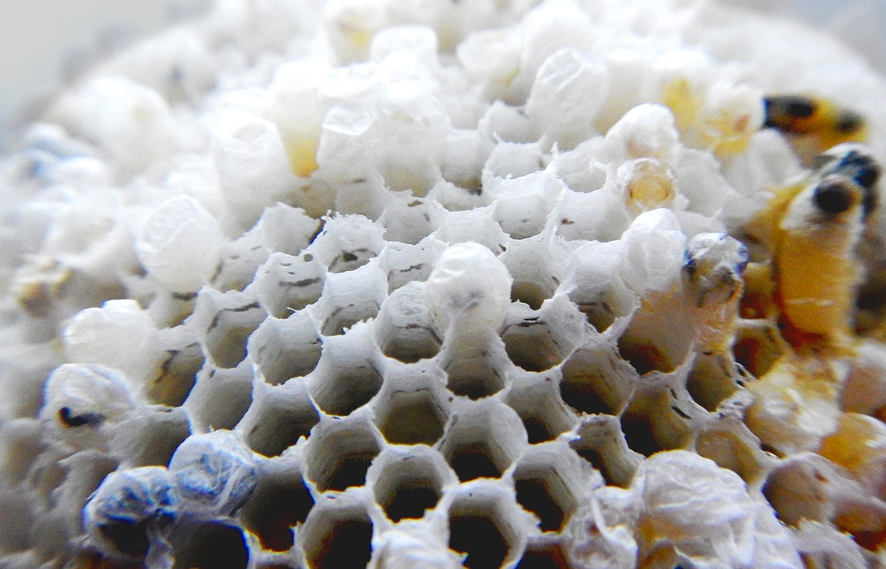 wasp nest hive free photo