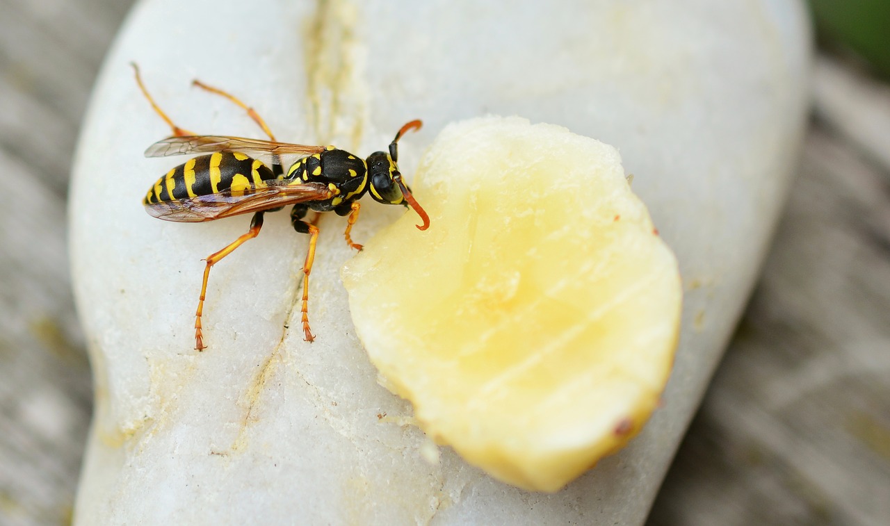 wasp insect animal free photo