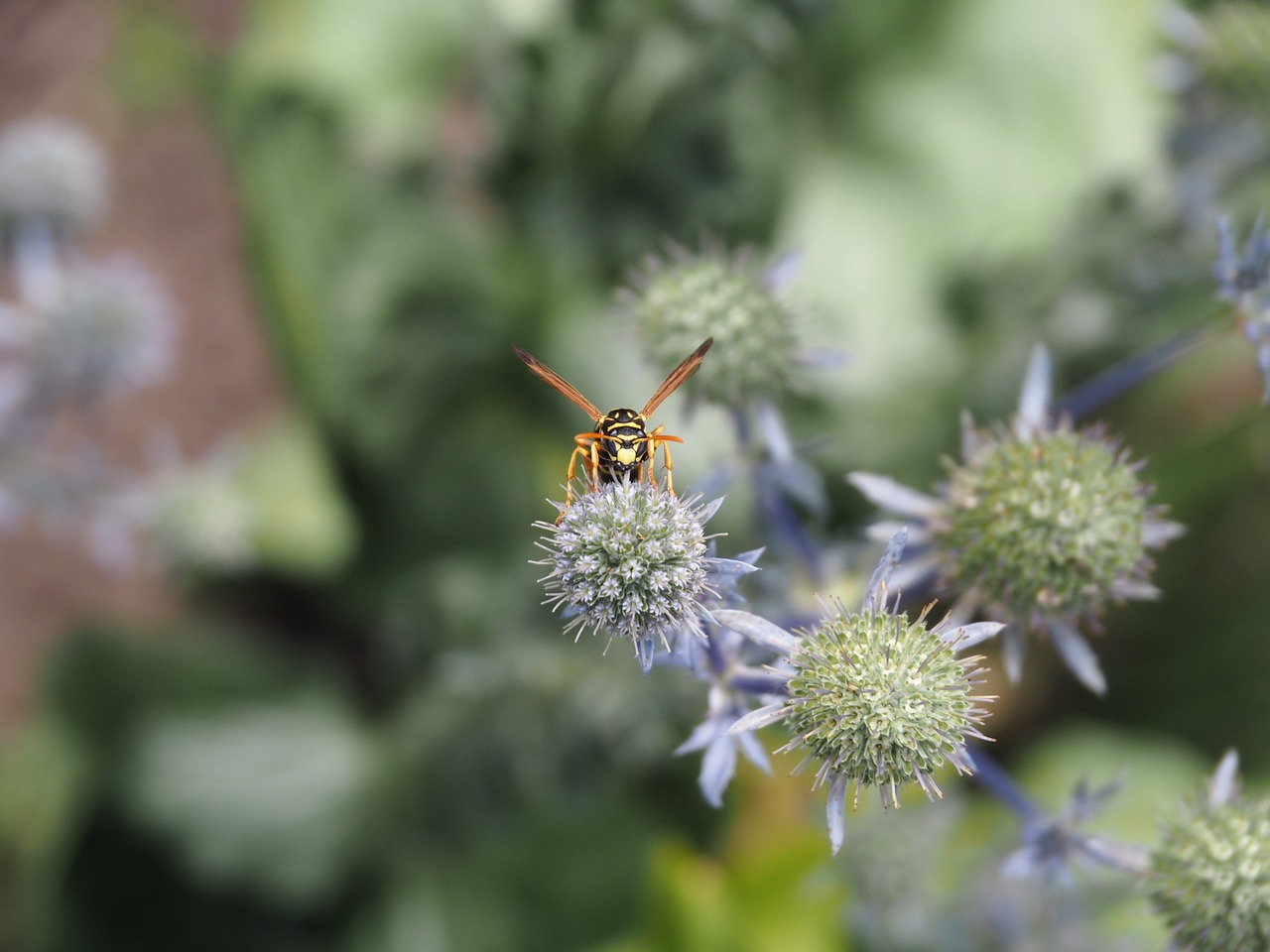 wasp garden flowers free photo