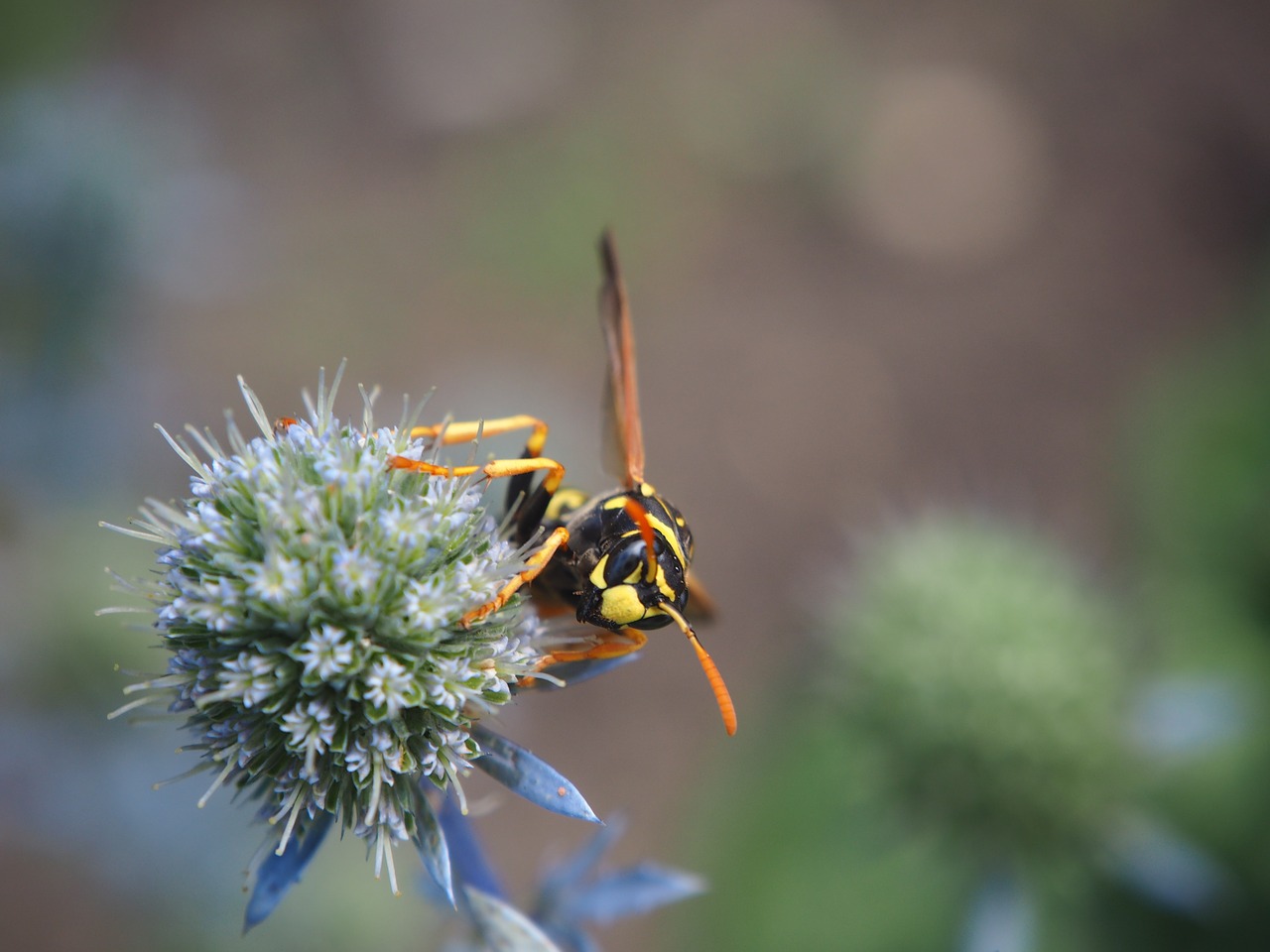 wasp insect plant free photo