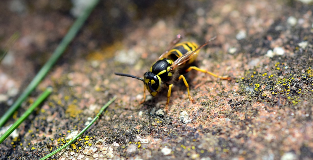 wasp insect nature free photo