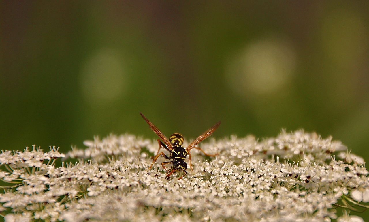 wasp insect blossom free photo