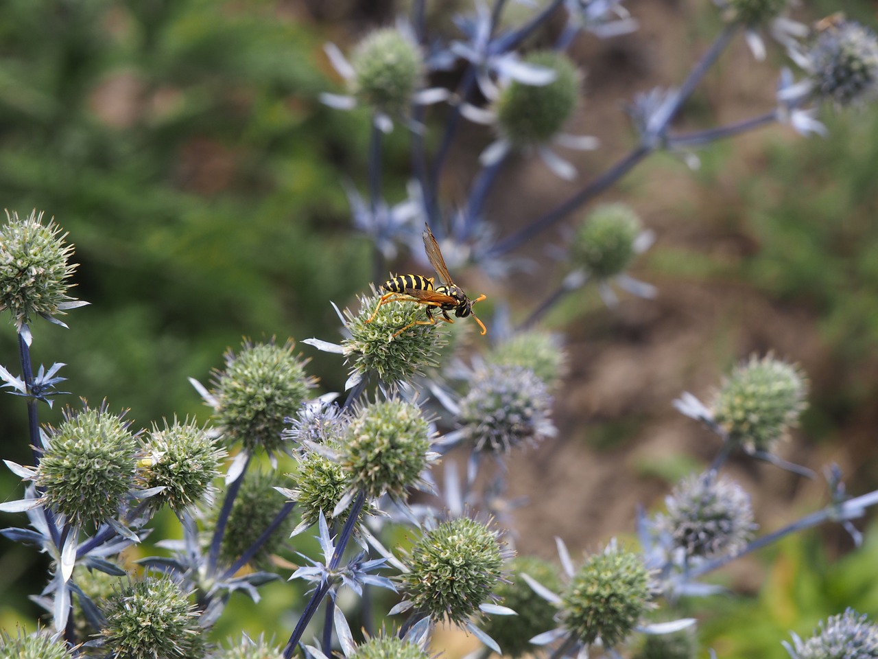 wasp flower thistle free photo