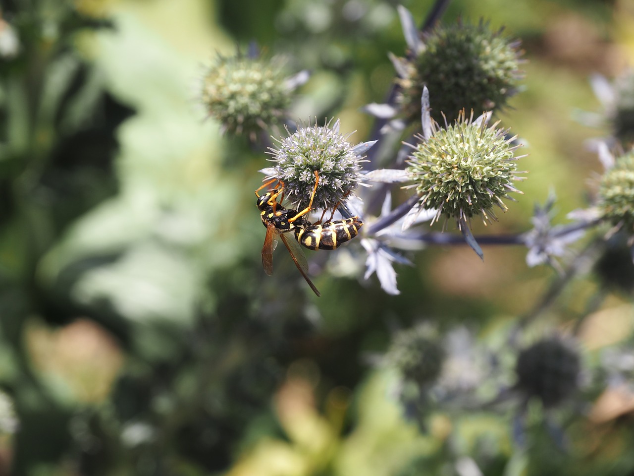 wasp flower thistle free photo