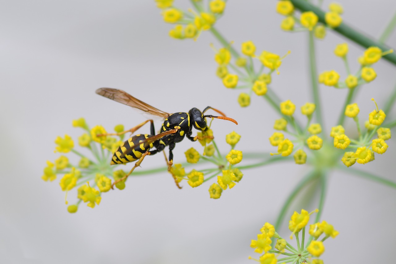 wasp insect flower free photo