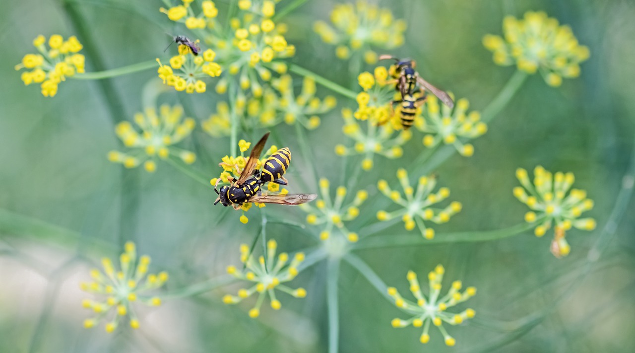 wasp flower forage free photo