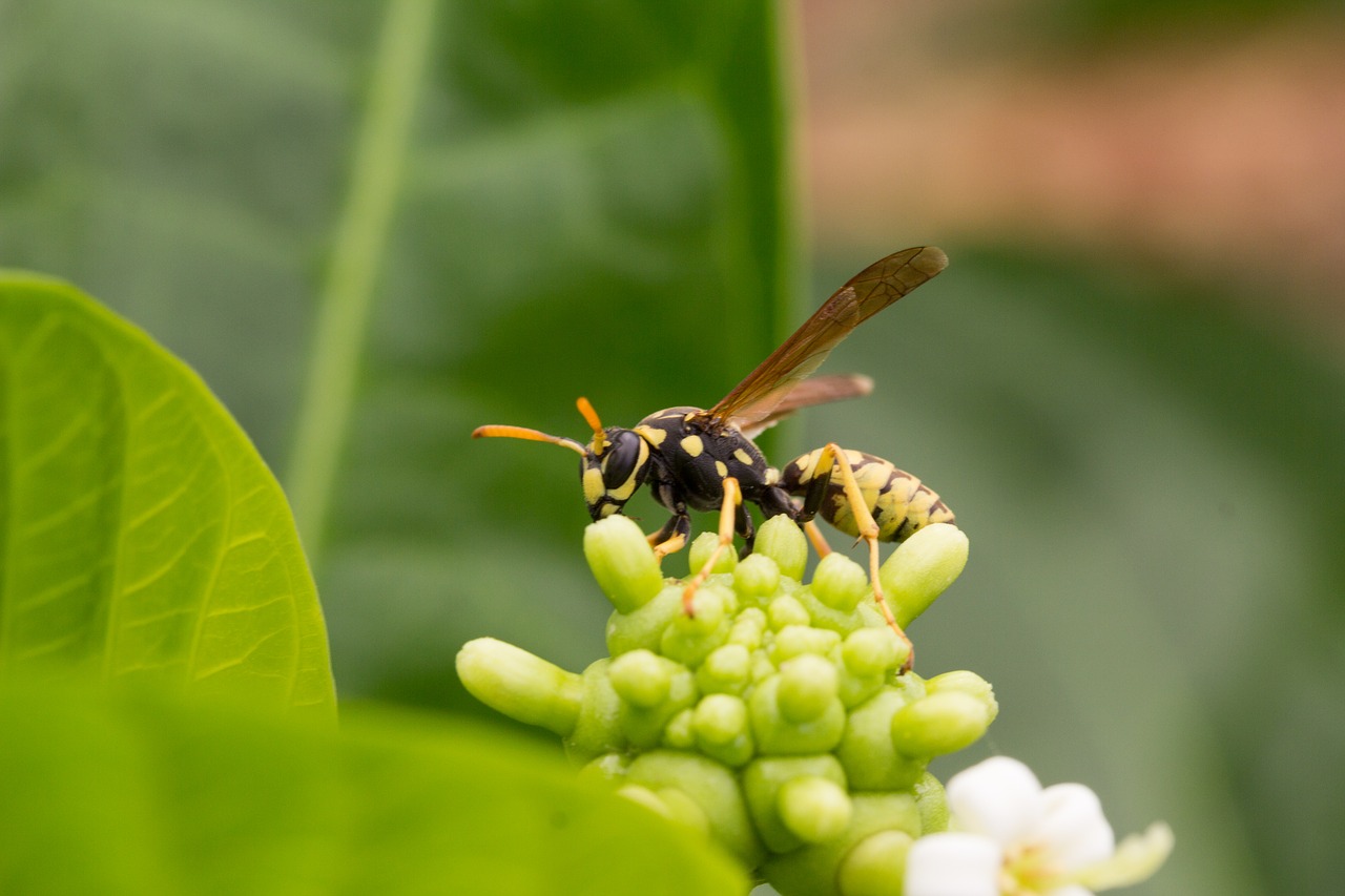 wasp insect inflorescence free photo