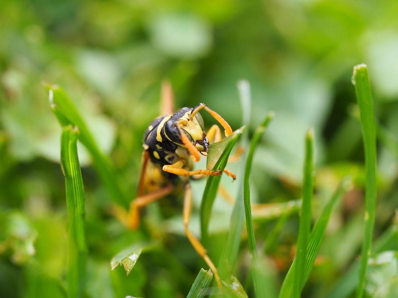 wasp insect nature free photo