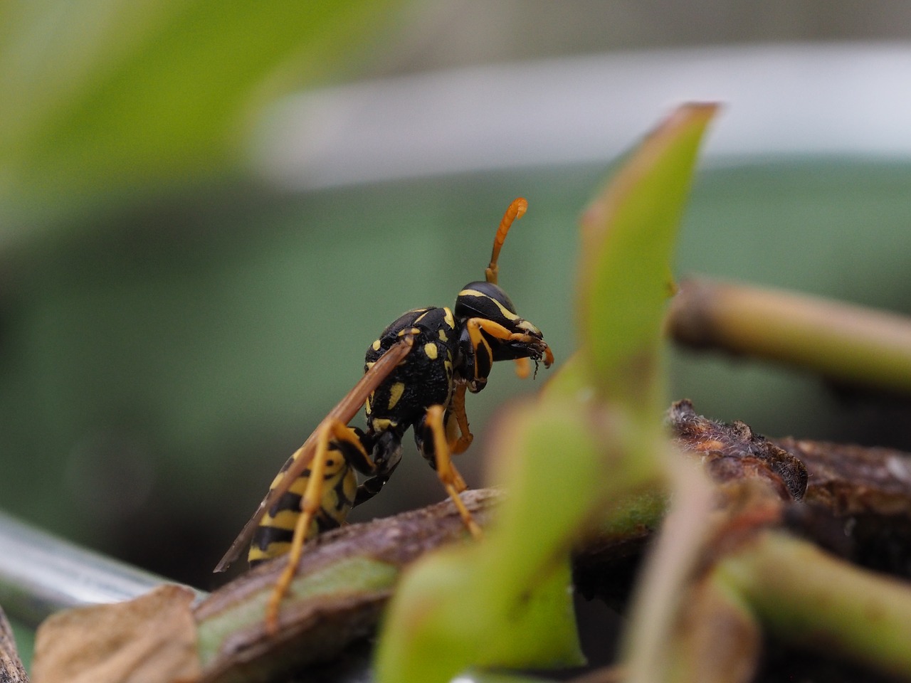 wasp insect nature free photo