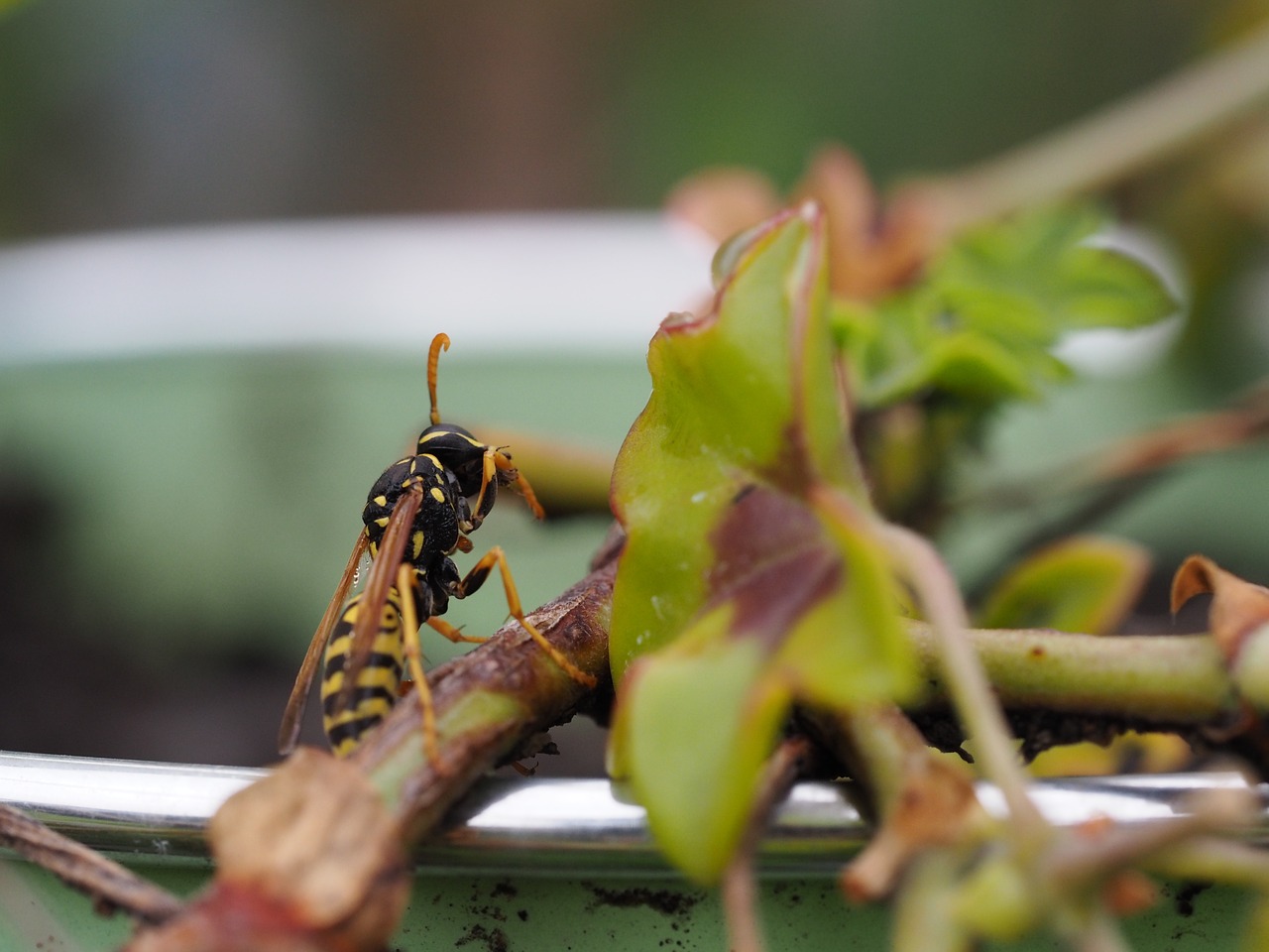 wasp insect nature free photo