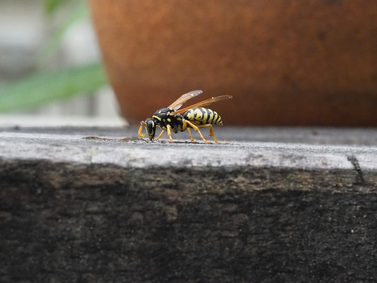 wasp insect nature free photo