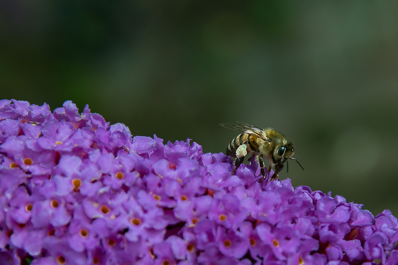 wasp insect blossom free photo